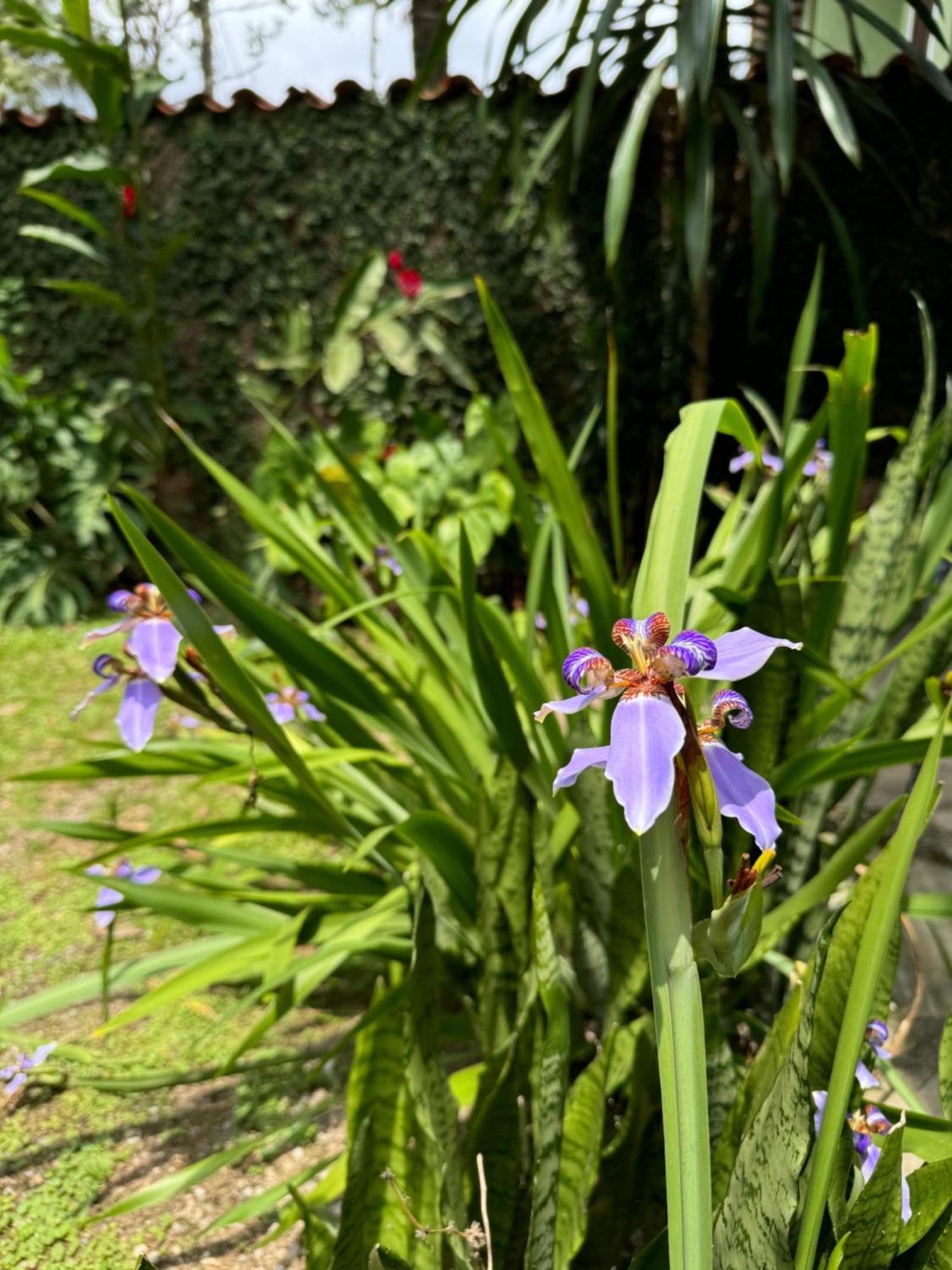 Pouso Sabia Suites Paraty Buitenkant foto